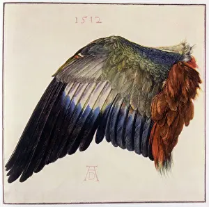 1513: A drawig of a Wing by Albrecht Durer