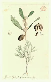 Watling: Drawing 434 from the Watling Collection