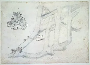 Tubular: Drawing labelled Coral