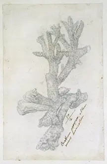 Branched: Drawing labelled coral