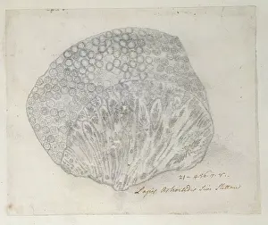 Anthozoan: Drawing labelled Coral