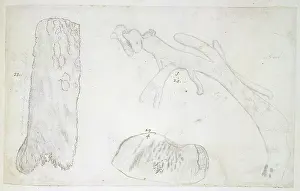 Anthozoan: Drawing labelled Coral