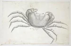 Jointed: Drawing labelled Land crab