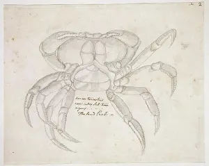 Jointed: Drawing labelled Land crab