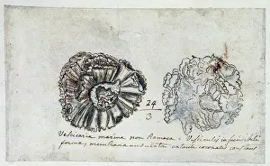 Sponge: Drawing labelled Sponge