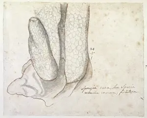Sponge: Drawing labelled Sponge
