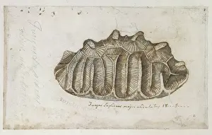 Sponge: Drawing labelled Sponge