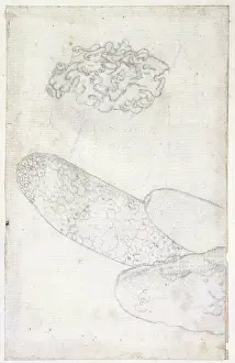 Sponge: Drawing labelled Sponge and coral