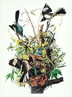 Mimic: Drawing of Mockingbird (Mimus Polyglottos) Nest Being