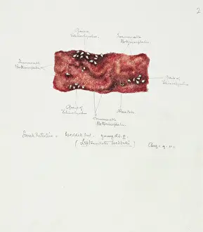 Intestine: Drawing of a seal intestine