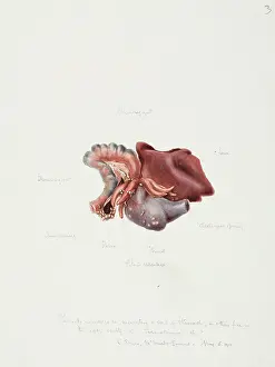 Intestine: Drawing of a seal intestine
