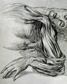 Draw: Drawing from a study of anatomy. Human muscles of the arms