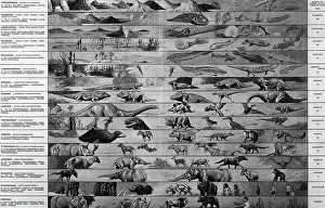 Precambrian: Drawing Of Time Line Of Evolution