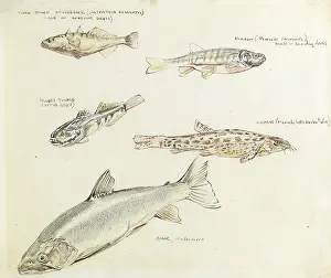 Sheppard: Drawing of various fish