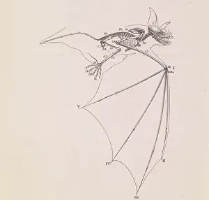 Chiroptera: Drawing of the wing of a bat from Owen's book On the Nature