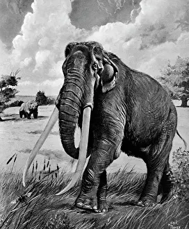Wooly: Drawing Of Wooly Mammoth With