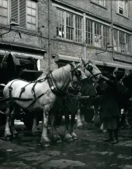 Tasty: Dray horses to pull Speaker's coach to Coronation, London