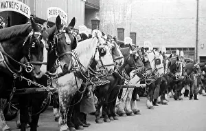 Dray: Dray horses, Watney's Brewery