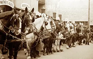 Dray: Dray horses, Watney's Brewery