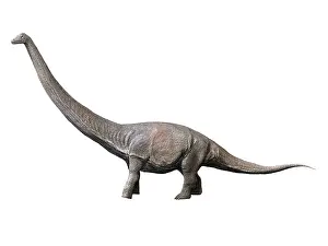 Titan: Dreadnoughtus is a sauropod dinosaur from the Late ?