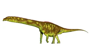 Maastrichtian: Dreadnoughtus shrani dinosaur, side view on white background