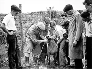 Administering: DRENCHING A SHEEP
