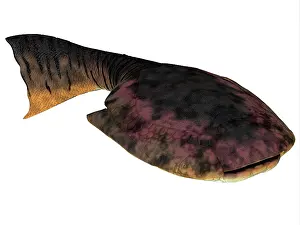 Detritivore: Drepanaspis is an extinct species of primitive jawless fish