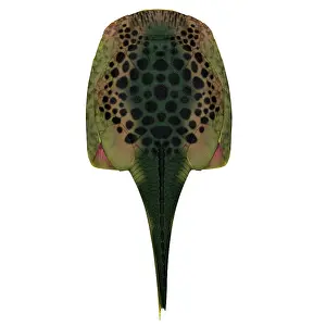 Paleozoic: Drepanaspis fish, overhead view
