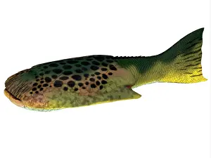 Paleozoic: Drepanaspis fish, side profile