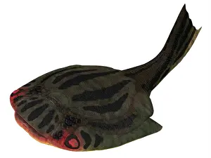 Detritivore: Drepanaspis jawless fish from the Devonian Period