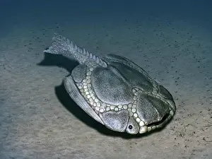 Detritivore: Drepanaspis is a jawless fish from the Early Devonian of ?