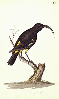 U.s.a: Drepanis pacifica, Hawaii mamo