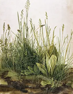 Groe: D?rer, Albrecht (1471 -