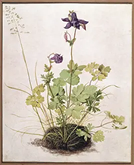 Aquilegia: D?rer, Albrecht (1471 -
