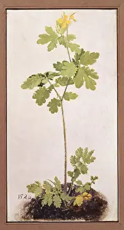 Celandine: D?rer, Albrecht (1471 -