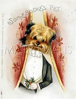 Eligible: DRESSED UP DOG
