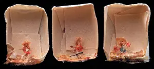 Flea: Dressed Fleas