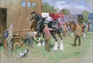 Groomed: Dressing for the Show ' shire horse