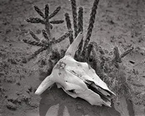 Bleached: Dried Bleached Skull of Steer Lying in Dirt Next
