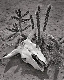 Bleached: Dried Bleached Skull of Steer Lying in Dirt Next
