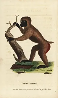 Mandrillus: Drill, Mandrillus leucophaeus