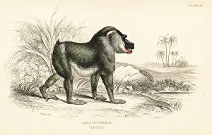 Jardines: Drill, Mandrillus leucophaeus. Endangered