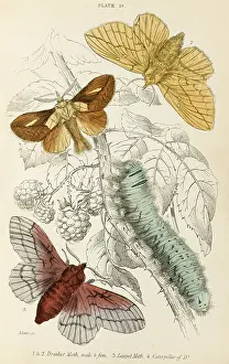 Drinker: DRINKER & LAPPET MOTHS