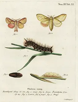 Drinker: Drinker moth, Euthrix potatoria