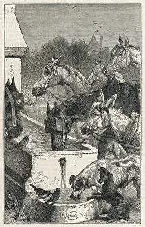 Troughs: DRINKING TROUGHS