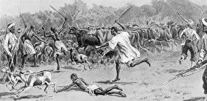Mendi: Driving cattle captured from the enemy, Sierra Leone