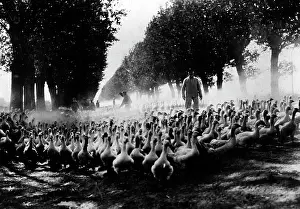 Meals: Driving up of a geese herd, 1915