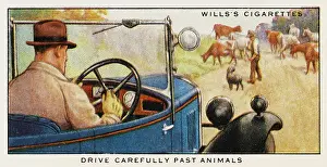 Carefully: Driving Past Animals