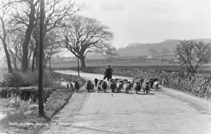 Pastoral: Driving the Sheep