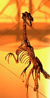 Dromaeosaurus: Dromaeosaurus